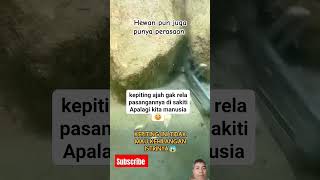 Jangankan manusia hewanpun memiliki perasaan [upl. by Hukill942]