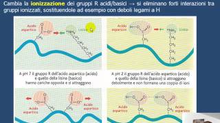 La denaturazione delle proteine HD [upl. by Kannry491]