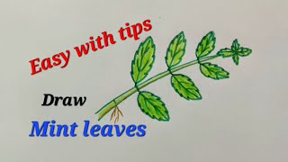 Draw MintPudina leaves with tips draw leafy vegetable draw herb for EVS science  पुदीना का चित्र [upl. by Snowber]