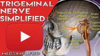 Trigeminal Nerve Anatomy  Cranial Nerve 5 Course and Distribution [upl. by Sivrat730]