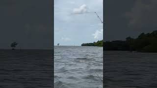 Everglades National Park Shark River fishing sailinglife sailingjourney [upl. by Alacim]