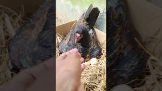 Hen harvesting for 9 eggs 😯😍🐔🐔 shorts [upl. by Stanislaw537]