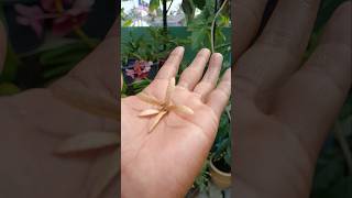 Sandpaper Vine Seeds  Biji Benih sandpapervine [upl. by Hsreh]