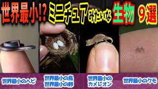 【ゆっくり解説】世界最小の希少種ミニチュアみたいな不思議生物 9選【世界一新種珍種】 [upl. by Idnod491]