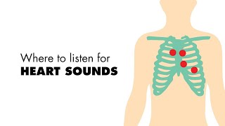 Where to listen for Heart Sounds Auscultory Areas  MEDZCOOL [upl. by Blasius]