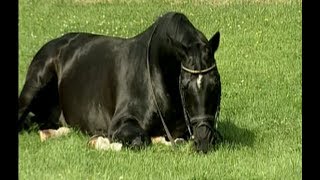 Kostolany  Famous trakehner stallion Totilas Blue Hors Matine [upl. by Alletse]