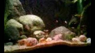 Neolamprologus Multifasciatus Biotopic Tank  Feeding time [upl. by Rempe]