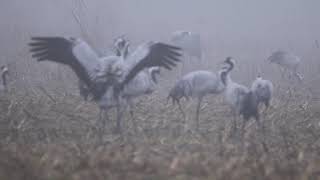 Grues cendrées au gagnage lac de Puydarrieux 65 2122019 [upl. by Ellinej626]