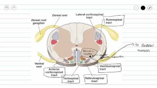 Genernal Descending Motor Pathway and the Corticospinal Pathway [upl. by Ellac]