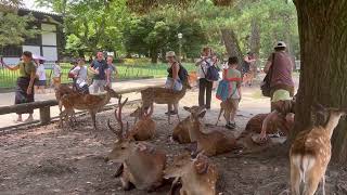 奈良の鹿に対する外国人観光客の反応。🦌🌸 Nara park japan  narapark deerpark [upl. by Hnim769]