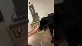 Another dog training freestyle [upl. by Summons]