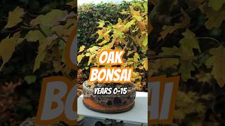 Oak Bonsai Years 015 [upl. by Donavon]