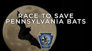 Race to Save Pennsylvania Bats [upl. by Arriaes536]