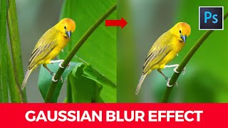 How to use gaussian blur effect in photoshop [upl. by Initof103]