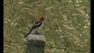 Birds of Extremadura Spanje deel 1 [upl. by Ecinert]