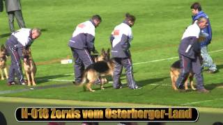 2010 SV BSZS NKGR part 10 Zerxis vom OsterbergerLand HD [upl. by Eseilenna]