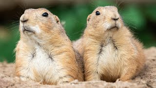 Prairie dogs Life full of Adventure [upl. by Akerdna1]