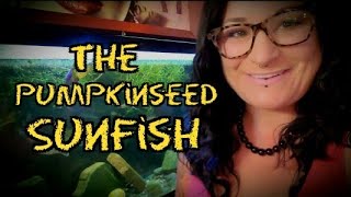 The Pumpkinseed Sunfish Info amp Care [upl. by Marylynne]