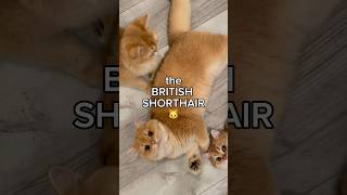 the BRITISH SHORTHAIR 🐱catbreed [upl. by Nagoh605]