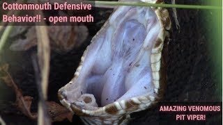 Venomous Cottonmouths Defensive Behavior  open mouth [upl. by Gordie]