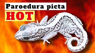 Paroedura picta  A Super Hot Gecko in the Hobby Right Now [upl. by Cam]