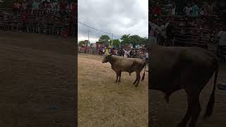 tarde de corrida de toros 🤭🐂 [upl. by Pfister]