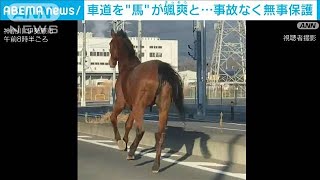 片側2車線の県道を颯爽と…「馬が逃げている」 事故なく無事保護 神奈川・伊勢原市2024年1月13日 [upl. by Nylatsyrc]