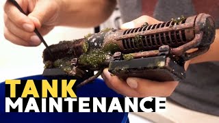 Secret to RBTA Split  Tank Maintenance 45g  10132019 [upl. by Tobye]