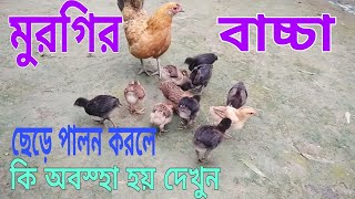 দেশি মুরগি ছেড়ে পালন করলে কি অবস্হা হয়  ছেড়ে দেশি মুরগি পালন  Deshi Morgi palon  kok morgi [upl. by Ponzo109]