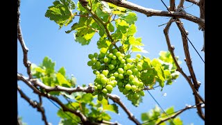 Chardonnay is the Most Versatile White Wine – 🍇🍷 [upl. by Htederem203]