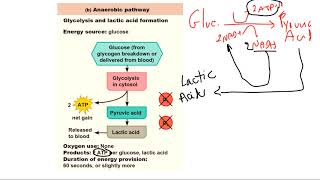 BIOL 2401Chapter 9Part 2 [upl. by Rubbico]