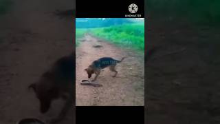 Electric ell  electric fish short shortvideo trending viral wildlife animals nature fishing [upl. by Otxis]