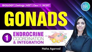 GONADS  PRIMARY SEX ORGANS  NEET BIOLOGY  SEX HORMONES FROM TESTIS amp OVARIES  NCERT HIGHLIGHTS [upl. by Dennard]