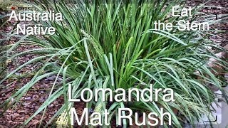 Lomandra Mat Rush  Grow anywhere  Edible [upl. by Aicad287]