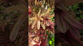 Blushing Bromeliad garden houseplant plants nature [upl. by Marcel361]