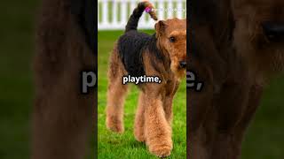 Airedale Terrier What You Need to Know dog pets [upl. by Barna]