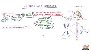 Nucleus and Nucleoid [upl. by Micheil]