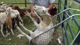 Katahdin Sheep Trimming Hooves and Tagging Ears [upl. by Croteau]