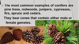 Enhanced Science 6 Cone bearing Plants [upl. by Rubinstein]
