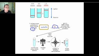 Semiconservative DNA Replication [upl. by Ahsikram366]