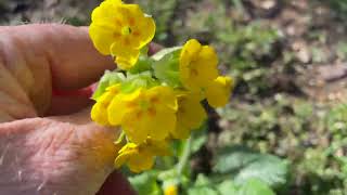 Planting Springtime Pollinator Friendly Plants in my Garden [upl. by Iturk]