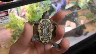 NEW ARRIVAL  Ouachita Map Turtle [upl. by Faline]