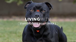 LIVING WITH STAFFORDSHIRE BULL TERRIERS 2 PROTECTION WORK [upl. by Gypsie]