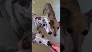 Whippets amp beef liver  yummy [upl. by Sezen]