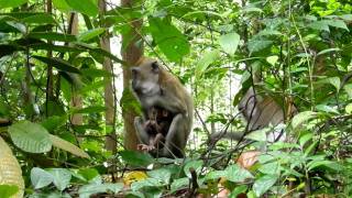 Macaca fascicularis in Singapore [upl. by Annahc]