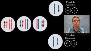 Chromosomal Inheritance [upl. by Annavoig]