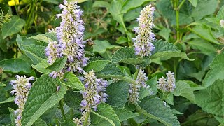 Plant of The Week Herbs Agastache or Anise Hyssop [upl. by Seiden819]