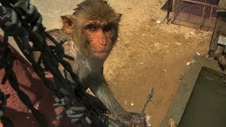 Divebombing macaques  Monkey Planet Preview  BBC One [upl. by Marentic]