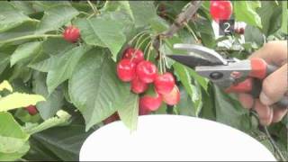 How To Harvest Cherries [upl. by Bega]