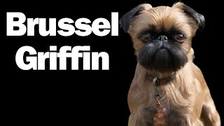 All about the Brussels Griffon  What you need to know [upl. by Acihsay134]